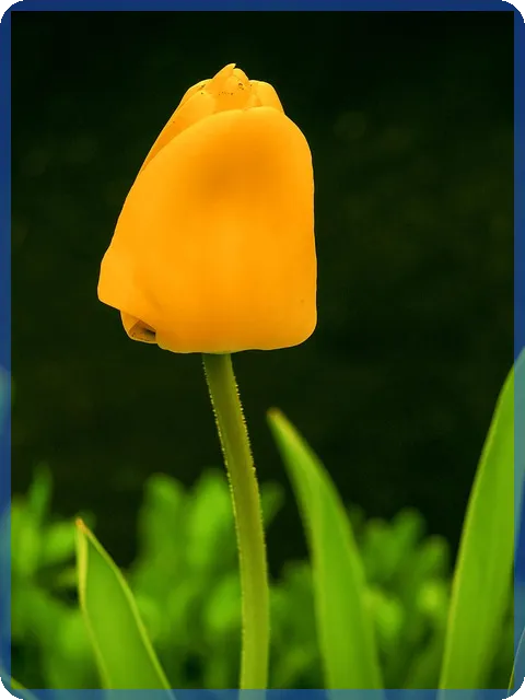 반도체대장주 뉴로모픽 반도체의 미래는?