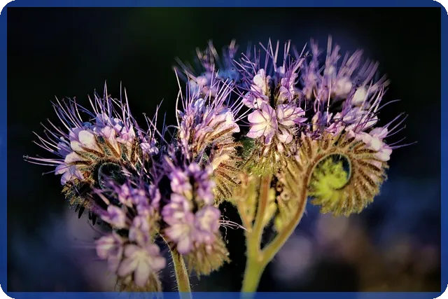 국민청원 쉽게 참여하는 방법과 활용 전략