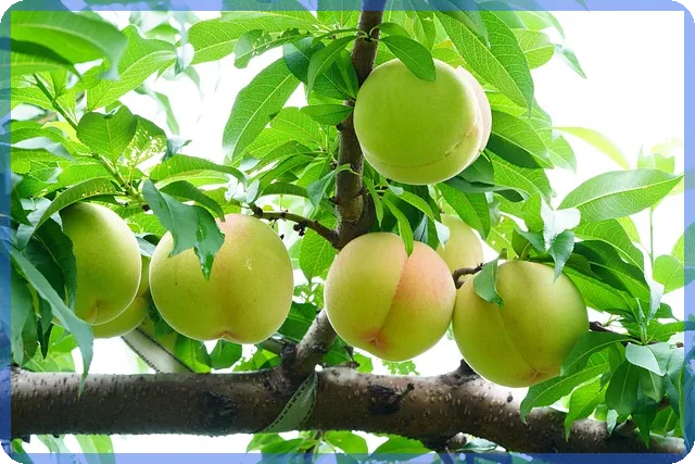 국민청원 쉽게 참여하는 방법과 활용 전략