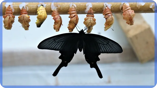 한화디펜스 방산혁신 글로벌 경쟁력 강화 전략