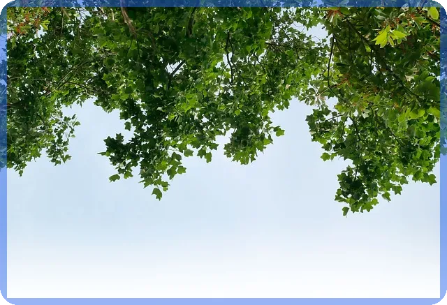 둔산더샵엘리프 아파트 실거래와 시세 분석