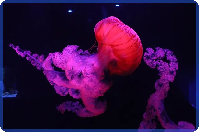 무인도매매 투자, 현실적일까 궁금증 해소하기