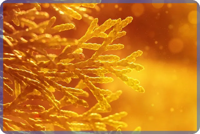 바이젠셀주가 실시간 분석 및 전망