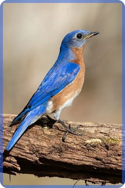 보이스피싱 대출 피해환급 방법과 예방 전략 핵심 정리