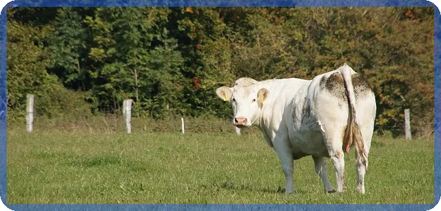 신용대출과 담보대출 차이와 활용법
