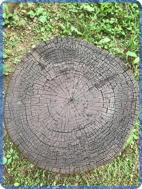 오상자이엘주가 전망과 차트분석 성장을 이끄는 비결은