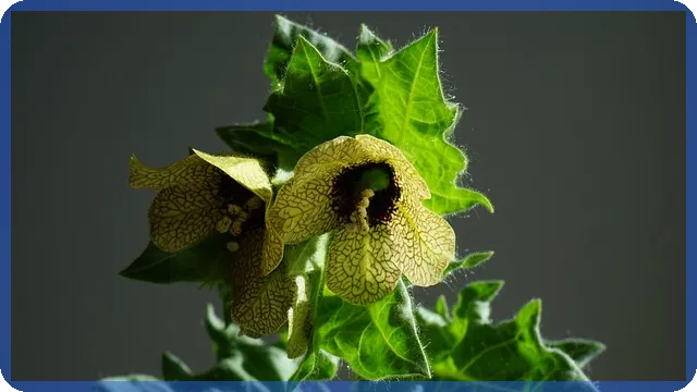 주식중독 위험과 예방 방법 심층 분석