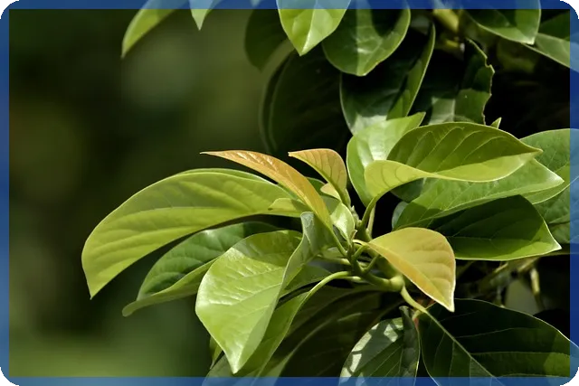 향후 전세자금대출 금리전망 예상과 전략