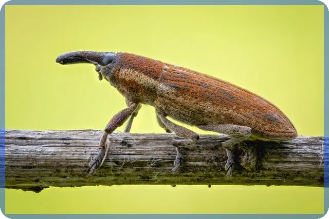 술양주 사기 조심하라 자영업자들이 말하는 법