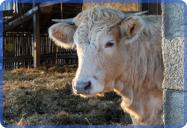 월지급식펀드로 매월 안정적 수익 창출하는 법