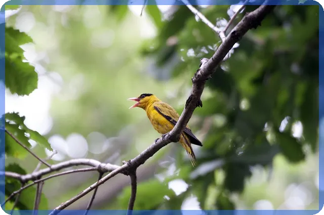 위메이드주가 급등 전망 분석 주식 미래 예측