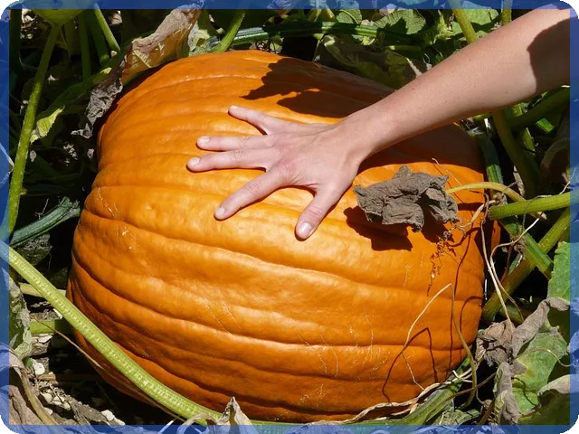 카카오비상금대출조건으로 빠른 금리와 혜택 파악하기