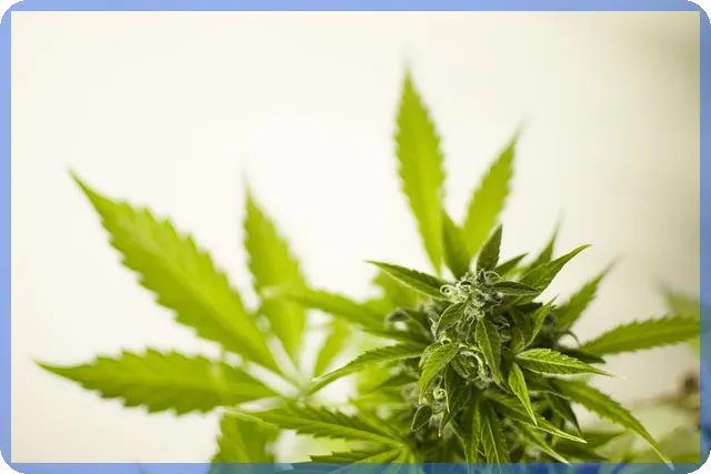 민생 회복 지원금 2 차 신청일 확인 필수 가이드