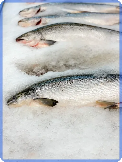 가락시장 대게가격 최신 정보와 구매팁 알아보기