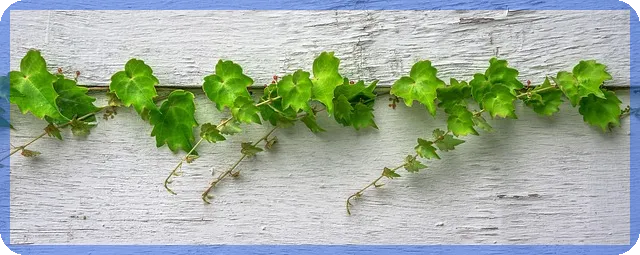 가락시장 대게가격 최신 정보와 구매팁 알아보기