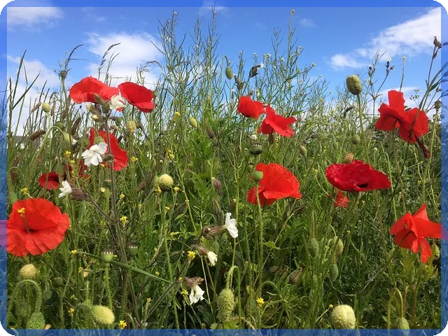 페이코대출 무직자도 가능 빠른 승인 방법